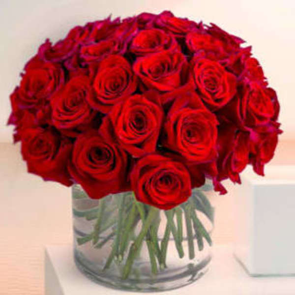 Love me Tender: beautiful red roses