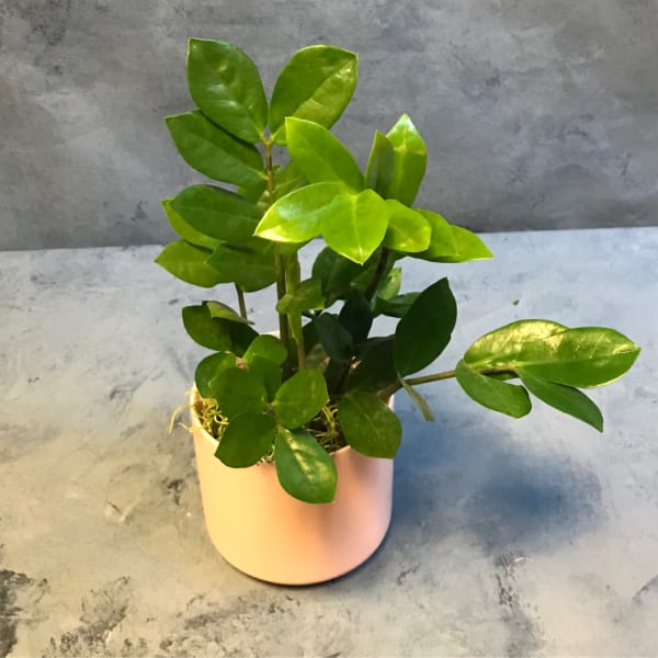 Potted green plant with glossy oval leaves in a pale pink container