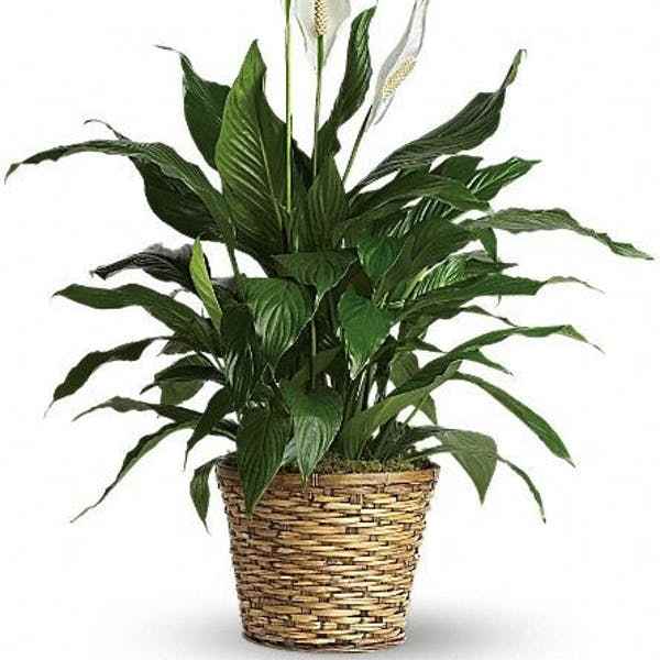 Potted peace lily plant with white blooms in a woven basket