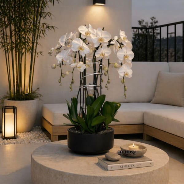 White orchid arrangement in a black pot on a round table