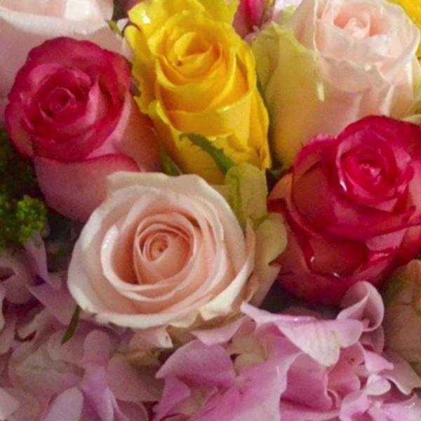 Close-up bouquet of pink, yellow, and white roses with pink petals