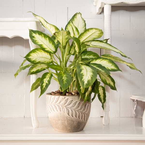 Potted variegated green houseplant in a decorative ceramic pot