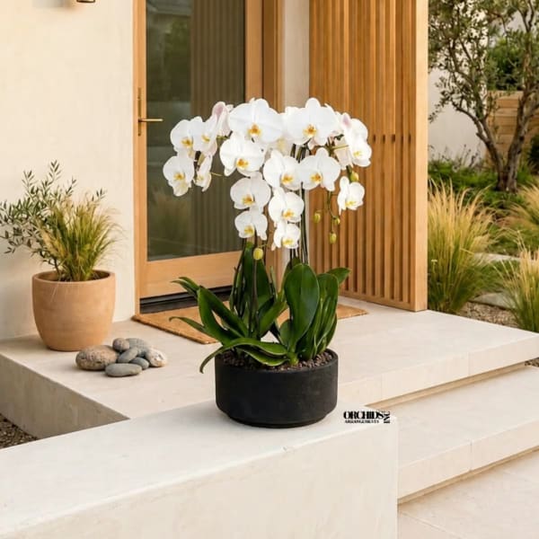 White orchids in a black pot on a porch step