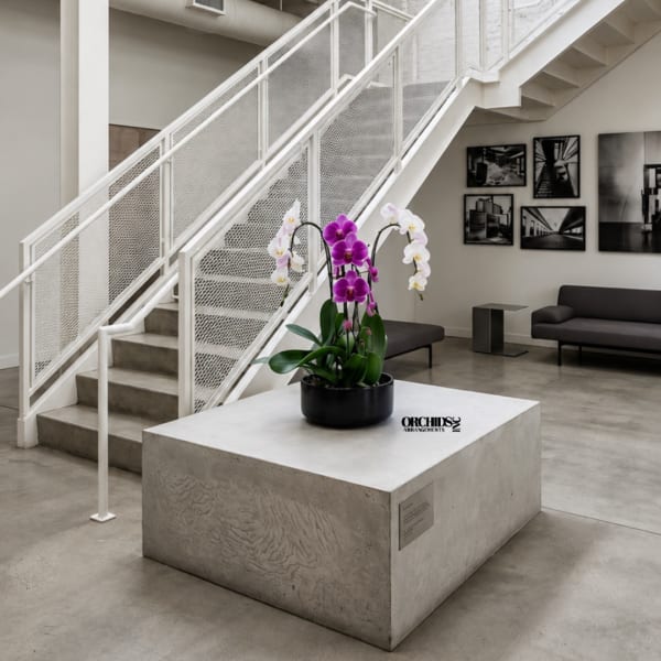 Potted orchids with purple and white blooms on a concrete pedestal