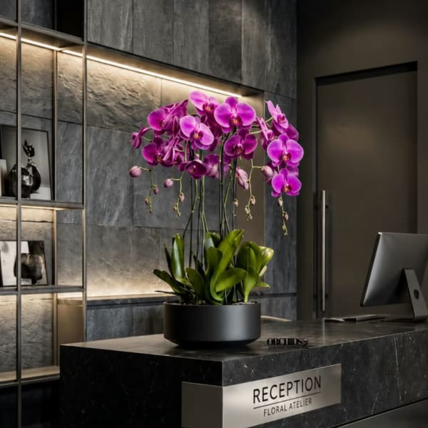 Purple orchids in a black pot on a reception desk