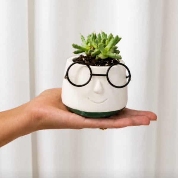 Small succulent in a white face-shaped pot with round glasses