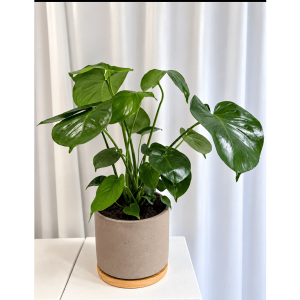 Potted green houseplant with broad glossy leaves in a beige planter