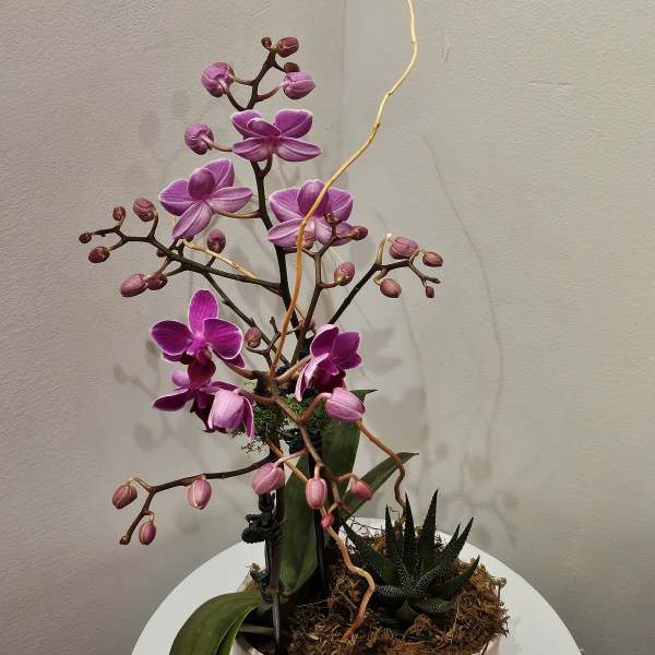Purple orchid arrangement in a marble-look planter with a small succulent