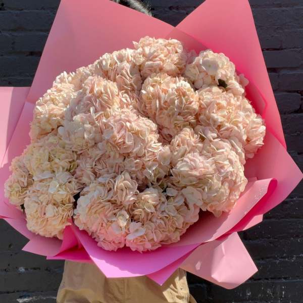 Large bouquet of pale peach hydrangeas wrapped in bright pink paper
