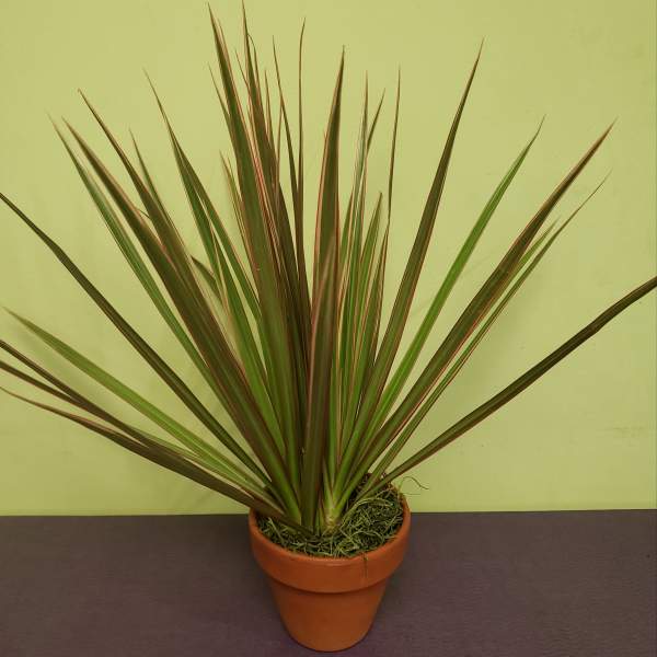 Potted spiky dracaena plant in a terracotta pot