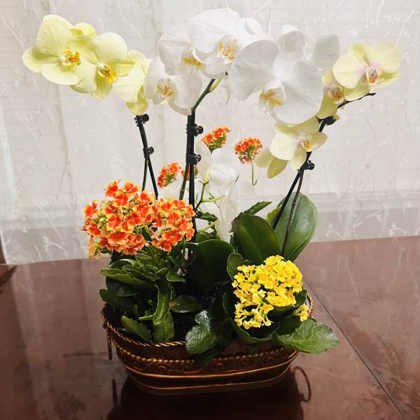 Lovely Fall Orchids
