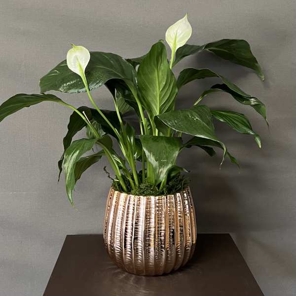Potted peace lily with white blooms in a ribbed metallic planter