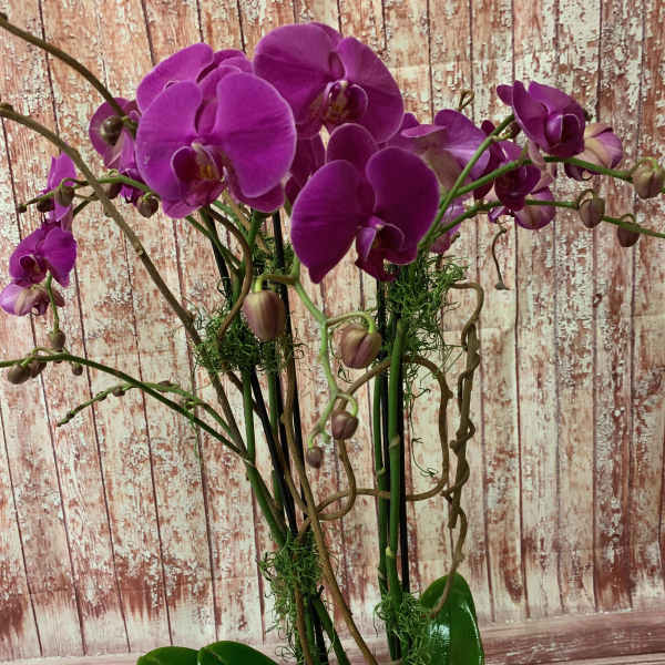 Purple orchids in a white pot with broad green leaves