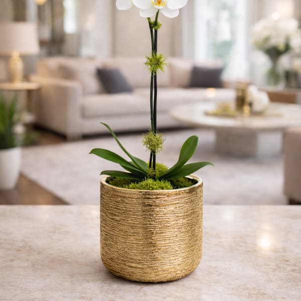 Imperial White Orchid