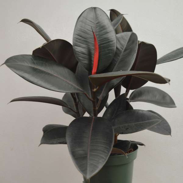 Potted rubber plant with large dark green leaves and red new growth