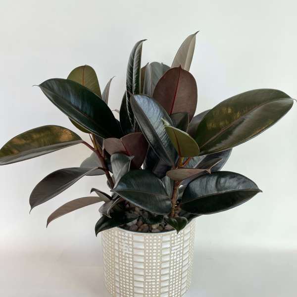 Potted rubber plant with dark glossy leaves in a white patterned pot