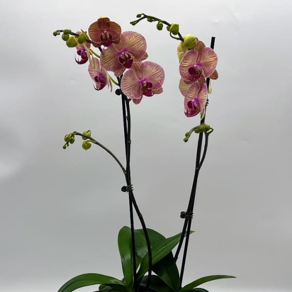 Potted orchid arrangement with pink blooms in a brown planter