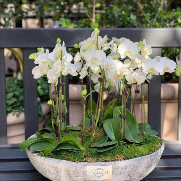 White orchids arranged in a shallow oval planter with moss