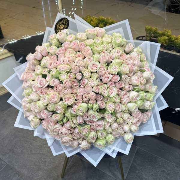 Large bouquet of pale pink and green roses wrapped in white paper