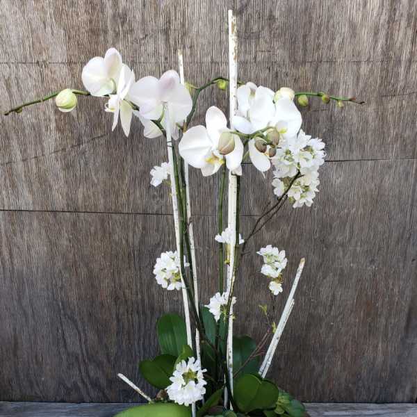 White orchids and succulents arranged in a black bowl