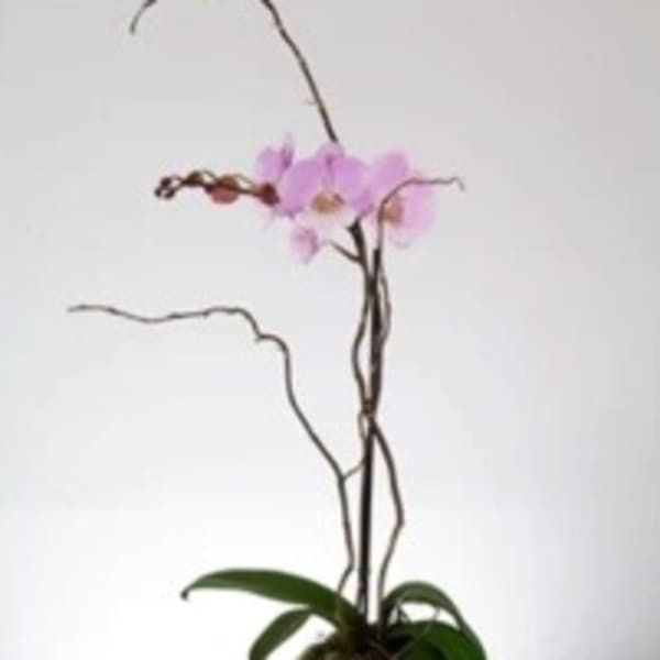 Potted pink orchid with long arching stems in a glass vase