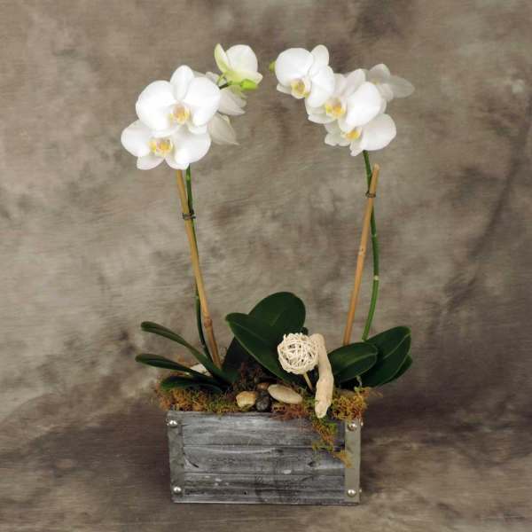 Rustic Orchid Planter