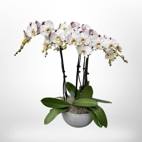 Designer Orchid Planter