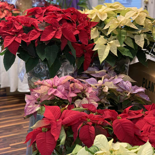 Clusters of red, pink, and cream poinsettias in pots