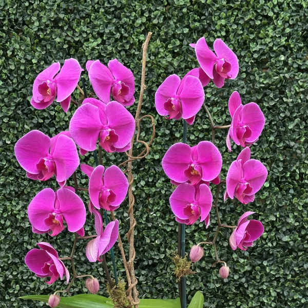DOUBLE THE LOVE (PURPLE)