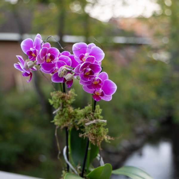 Potted purple orchids in a small metallic container