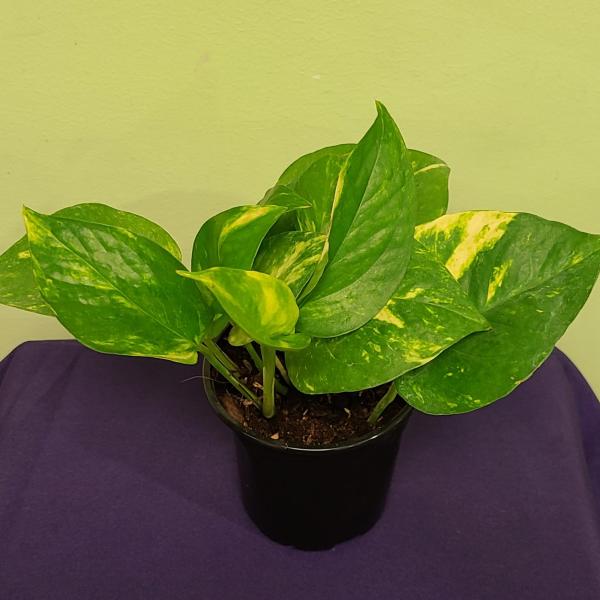 Potted pothos plant with green and yellow variegated leaves