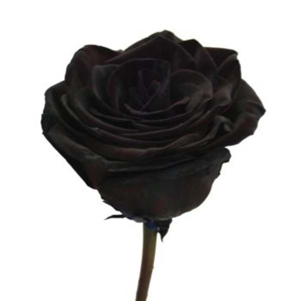 Single dark rose on a stem against a white background