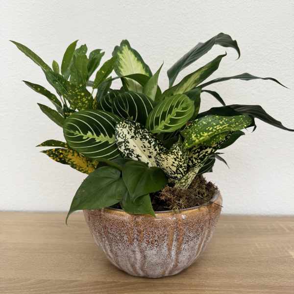 Potted tropical foliage arrangement in a ceramic bowl