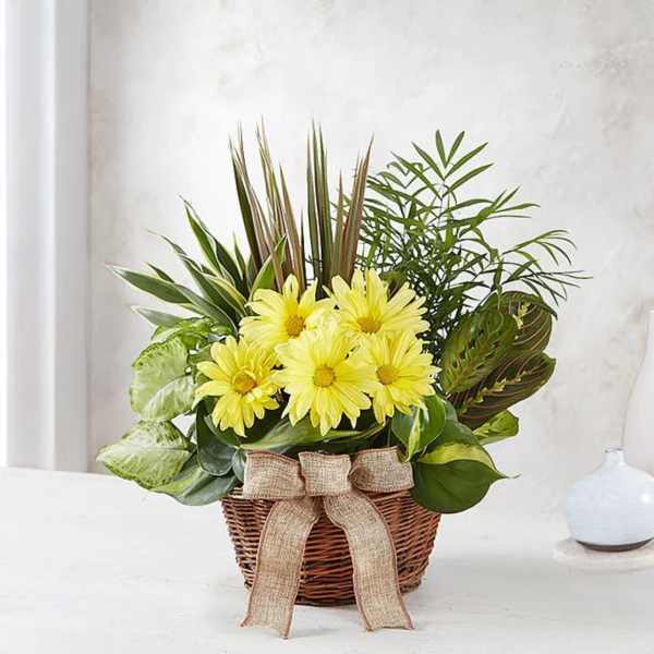 Yellow daisies in a wicker basket with a burlap bow