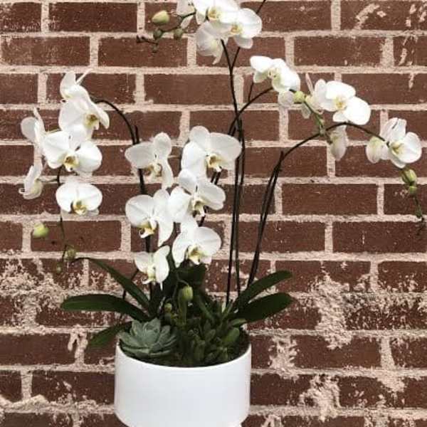 White orchid arrangement in a white pot against a brick wall