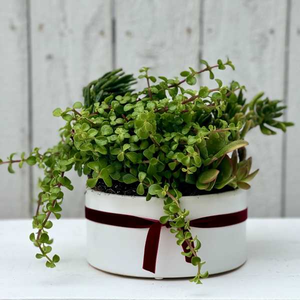 Potted succulent arrangement in a white round container with a burgundy ribbon