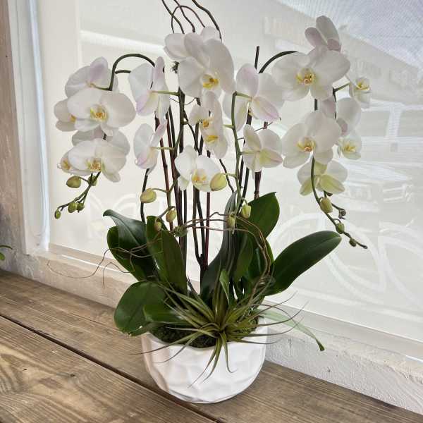 White orchid plant in a white pot with broad green leaves