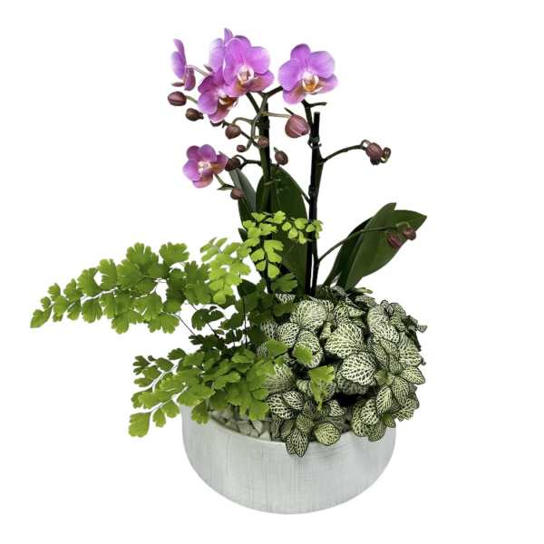 Purple orchid stems in a white planter with assorted green foliage