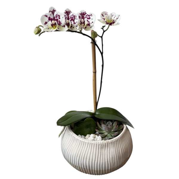 Potted orchid with white and purple-speckled blooms in a ribbed ceramic planter