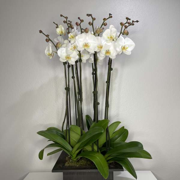 Gorgeous White