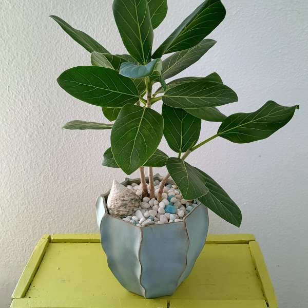 Potted green houseplant in a light blue ceramic pot with white pebbles