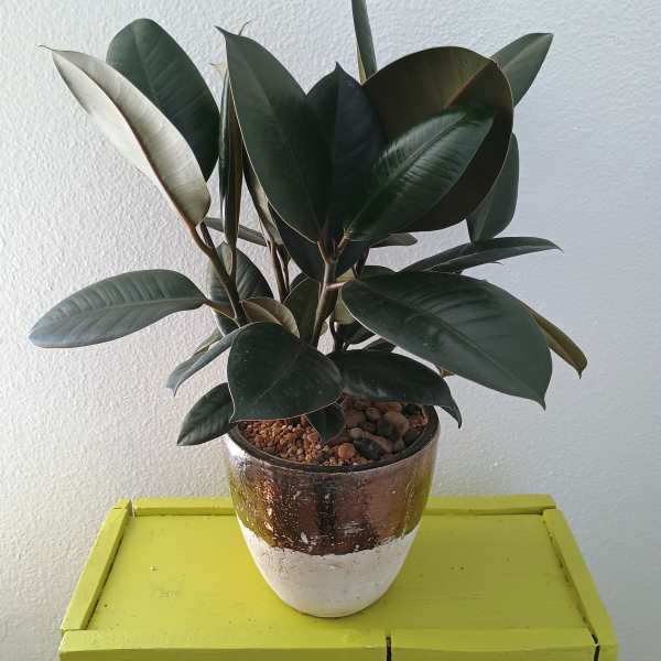 Potted rubber plant with dark green leaves in a ceramic pot