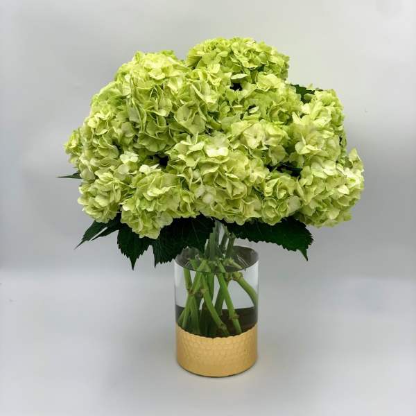 Green hydrangea bouquet in a clear glass vase with a gold wrap