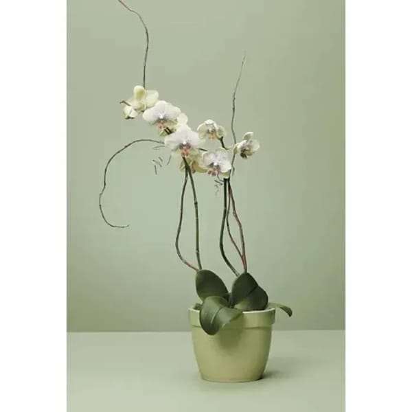 Tall white orchid plant with arching stems in a pale green pot