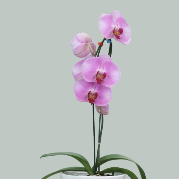Pink orchid plant in a white pot
