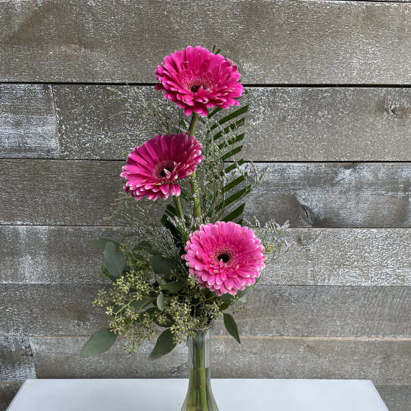 Three pink gerbera daisies in a clear glass vase