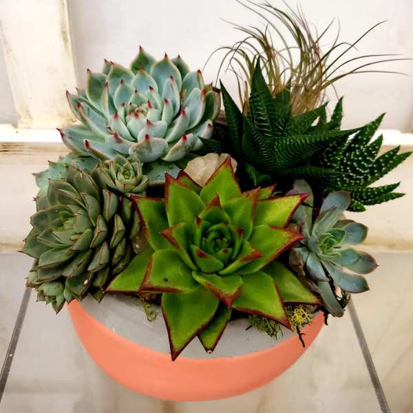 Succulent arrangement in a round coral pot