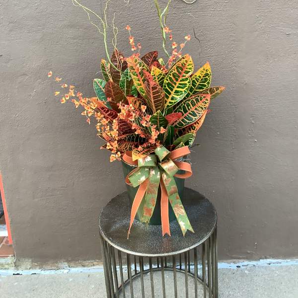 Croton
