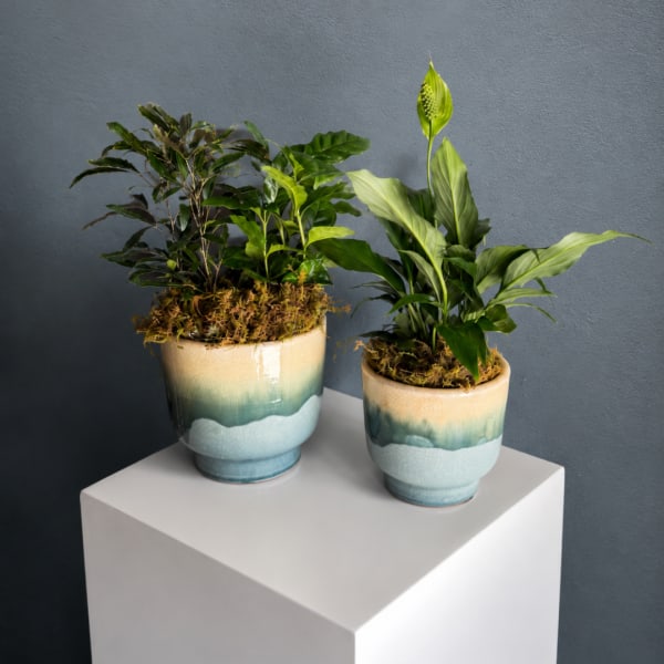 Two potted green houseplants in ceramic planters on a white pedestal