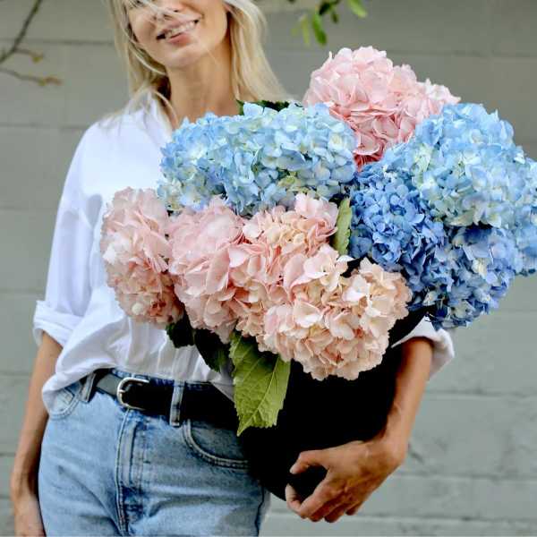 Woman holding a large bouquet of blue and pink hydrangeas